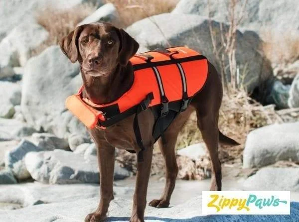 Drip-free pet water bottle-Adventure Dog Life Jacket