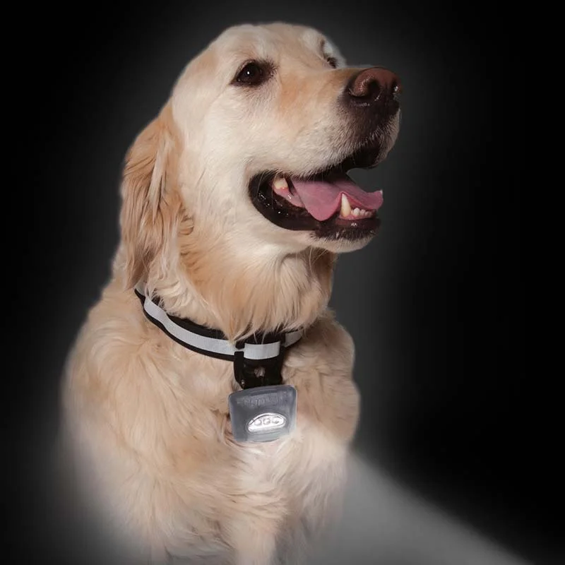 Adjustable bird swing perch-PupLight 2 LED Dog Light, Keeps Your Dog & Your Path Visible!