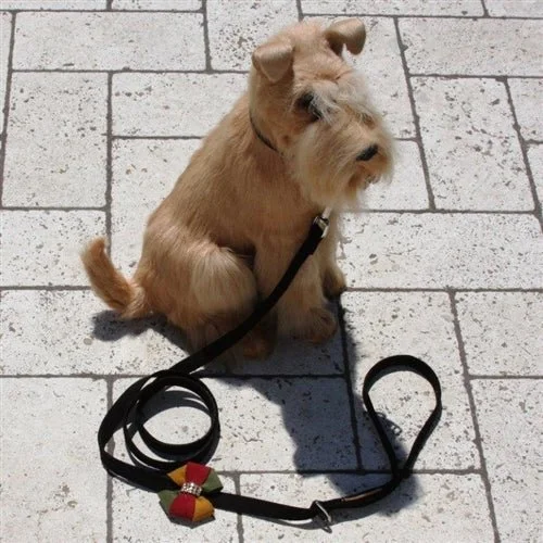 Eco pet collar large-Susan Lanci Autumn Leash