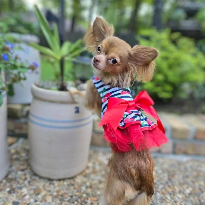 Wall-mounted cat perch-Cherry Stripe Dog Dress with Matching Leash