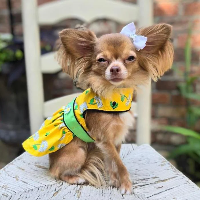 Catnip feather toy-Ladybugs and Daisies Dog Dress with Matching Leash